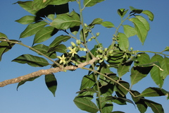 Dysoxylum binectariferum